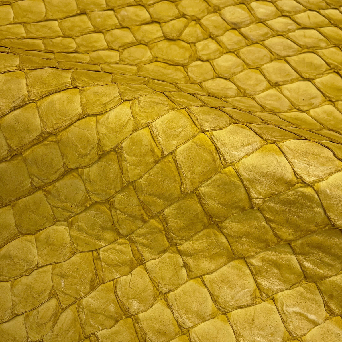 Gold Crocodile Skin Background Crocodile Leather Texture Closeup