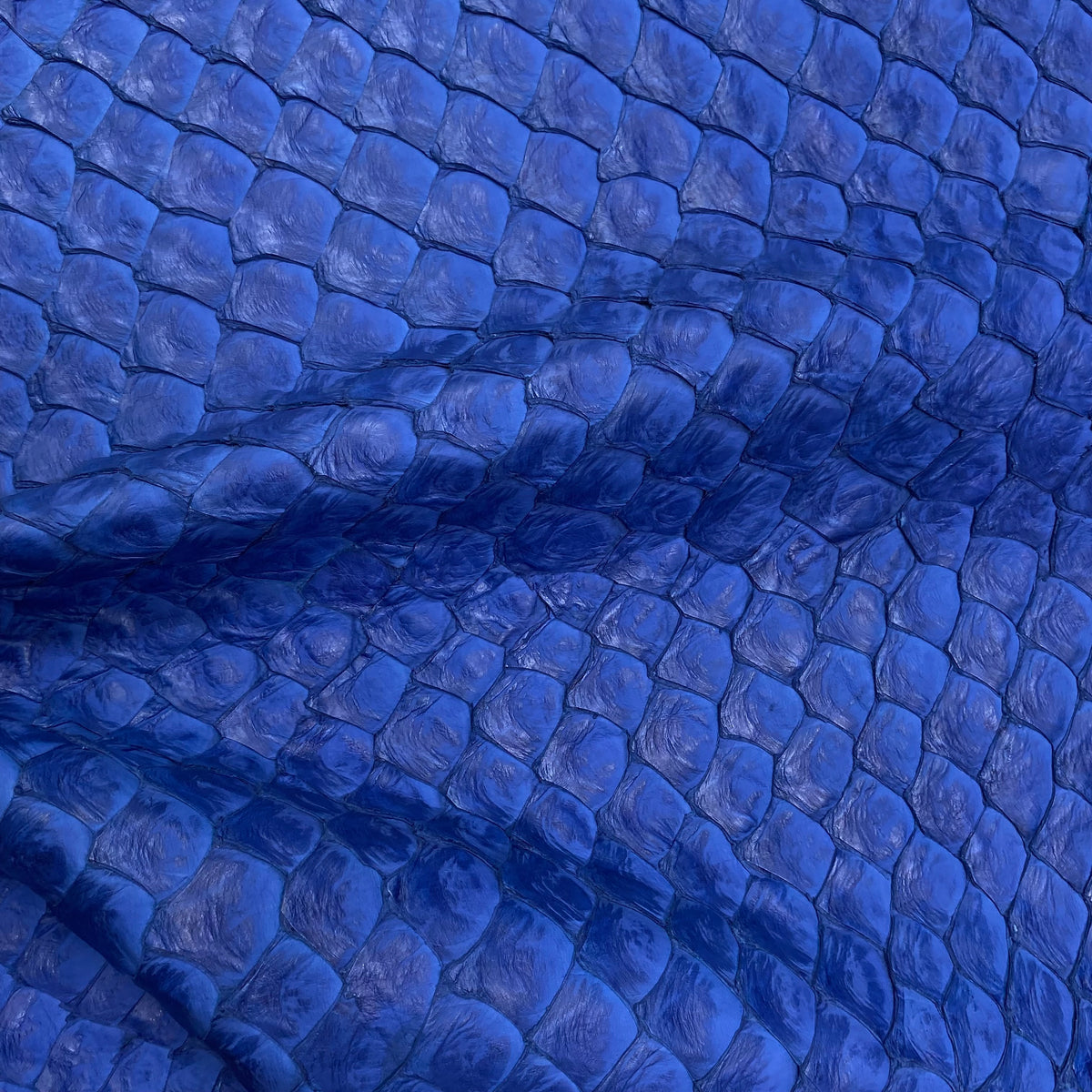 Pirarucu Fish | Royal Blue