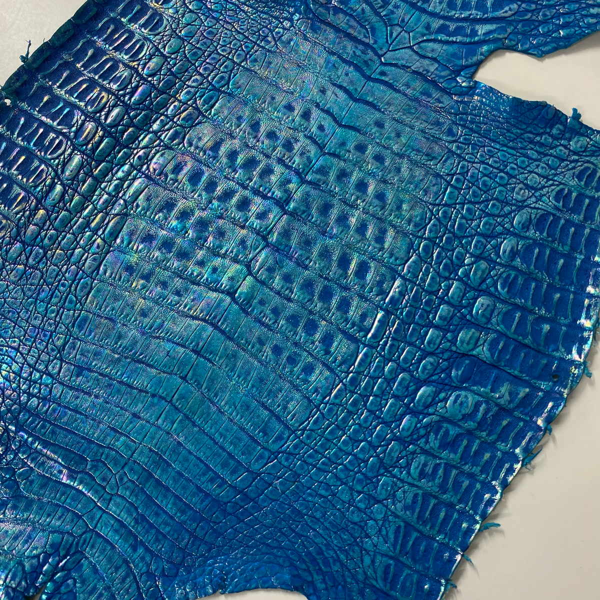 Caiman Crocodile | Blue Iridescent