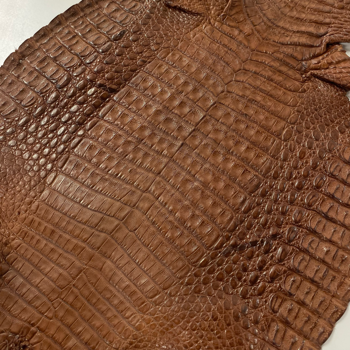 Caiman Crocodile | Cognac