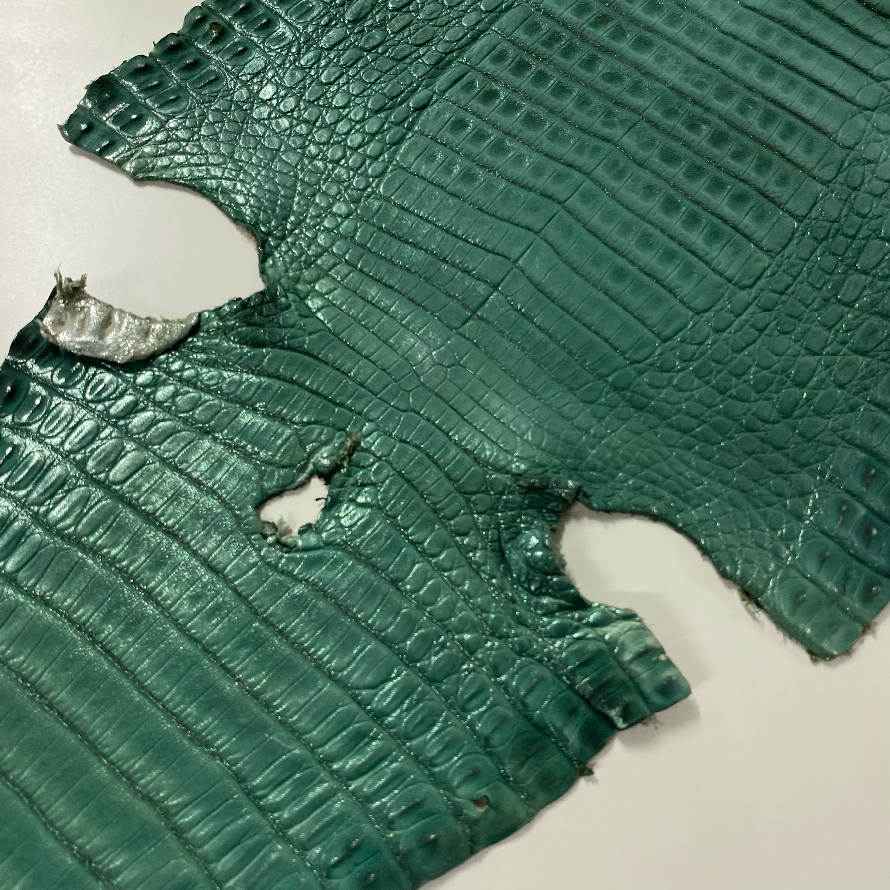 Caiman Crocodile | Green Metallic