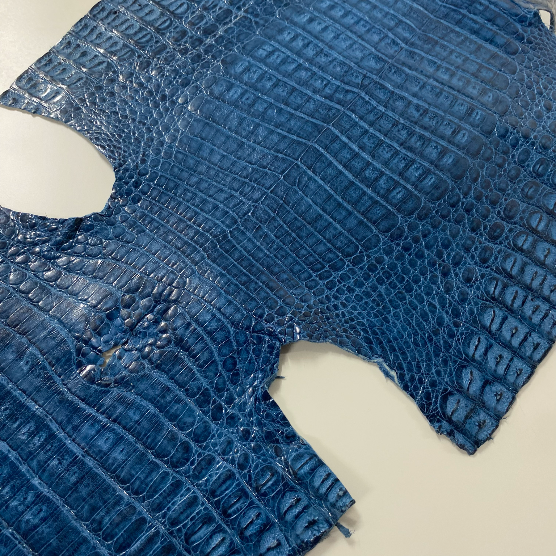 Caiman Crocodile | Ocean Blue