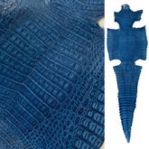 Caiman Crocodile | Ocean Blue