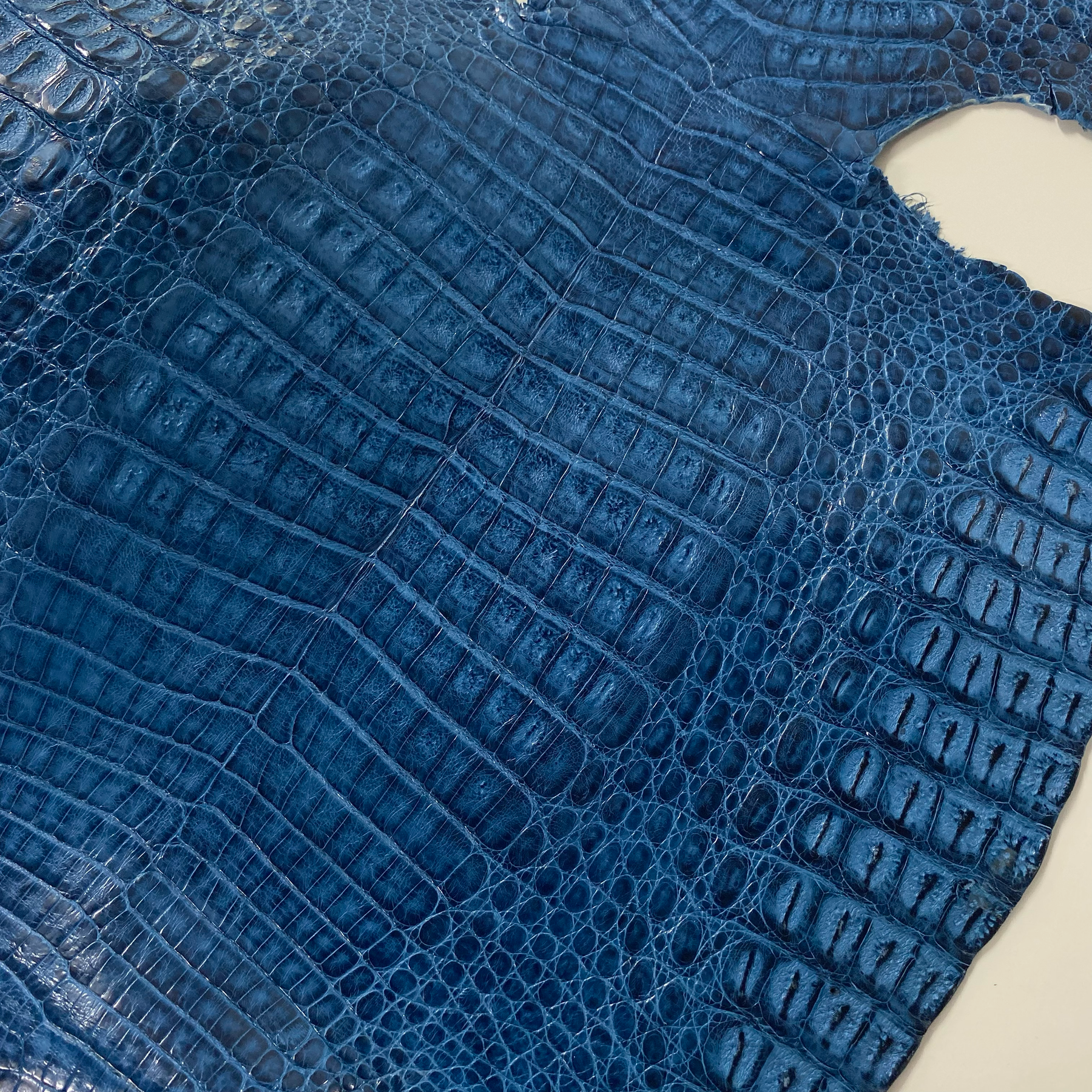 Caiman Crocodile | Ocean Blue