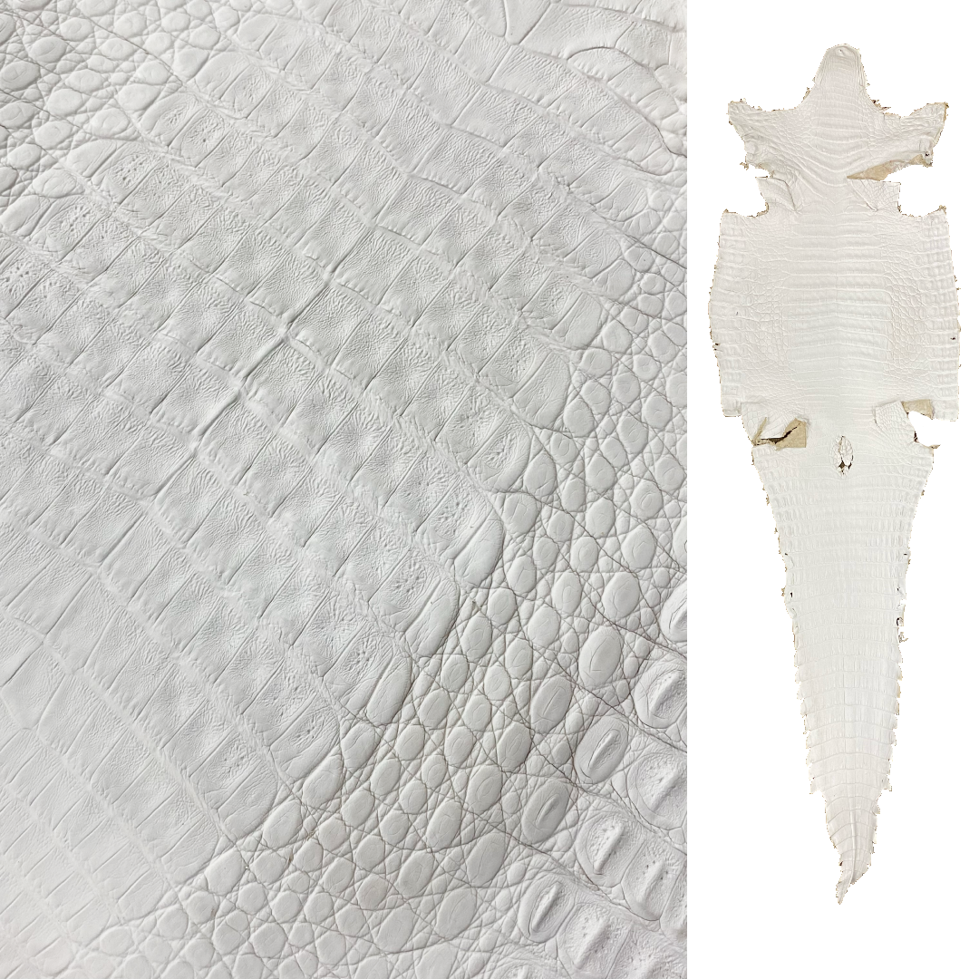 Caiman Crocodile | White