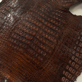 Caiman Crocodile | Chestnut