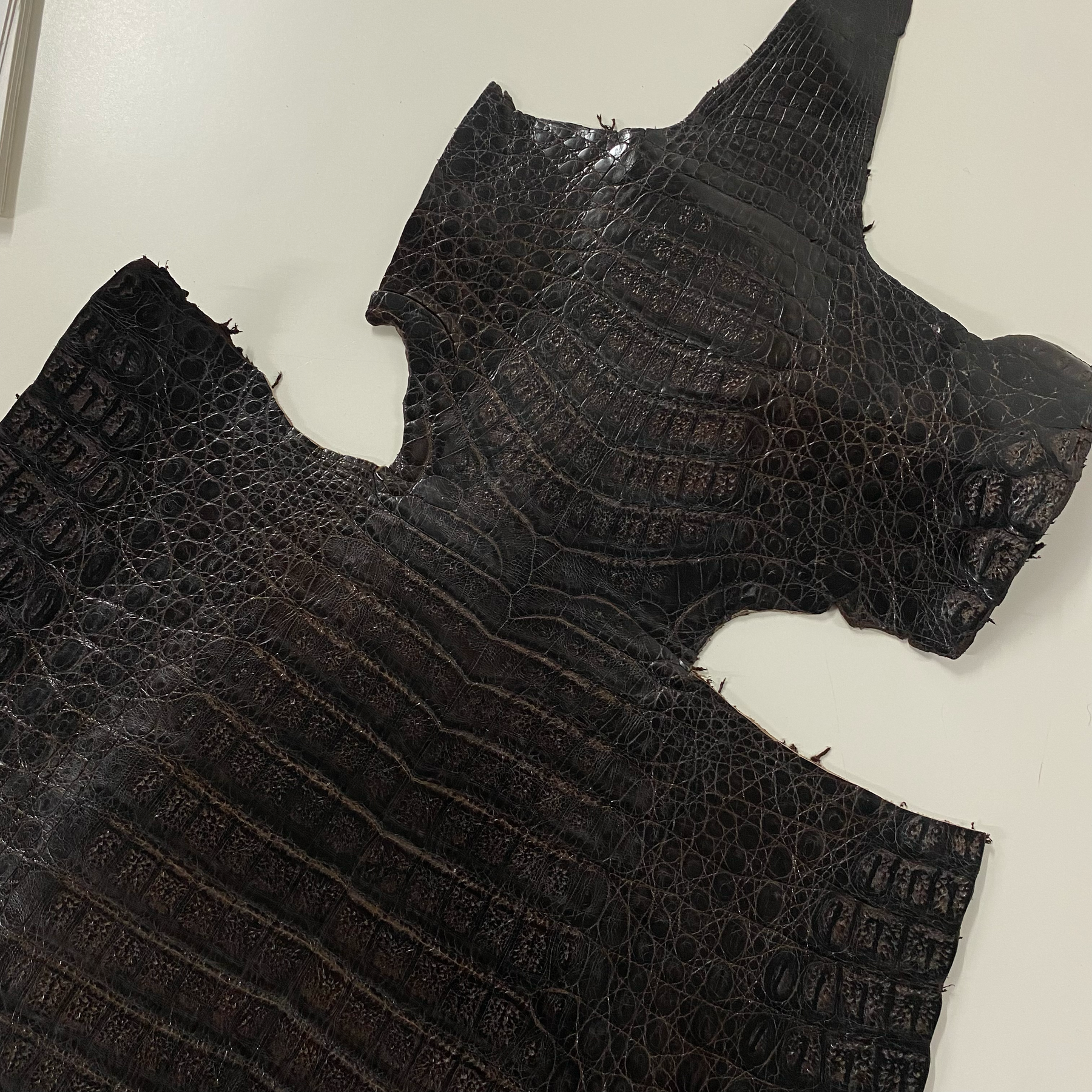 Caiman Crocodile | Dark Brown