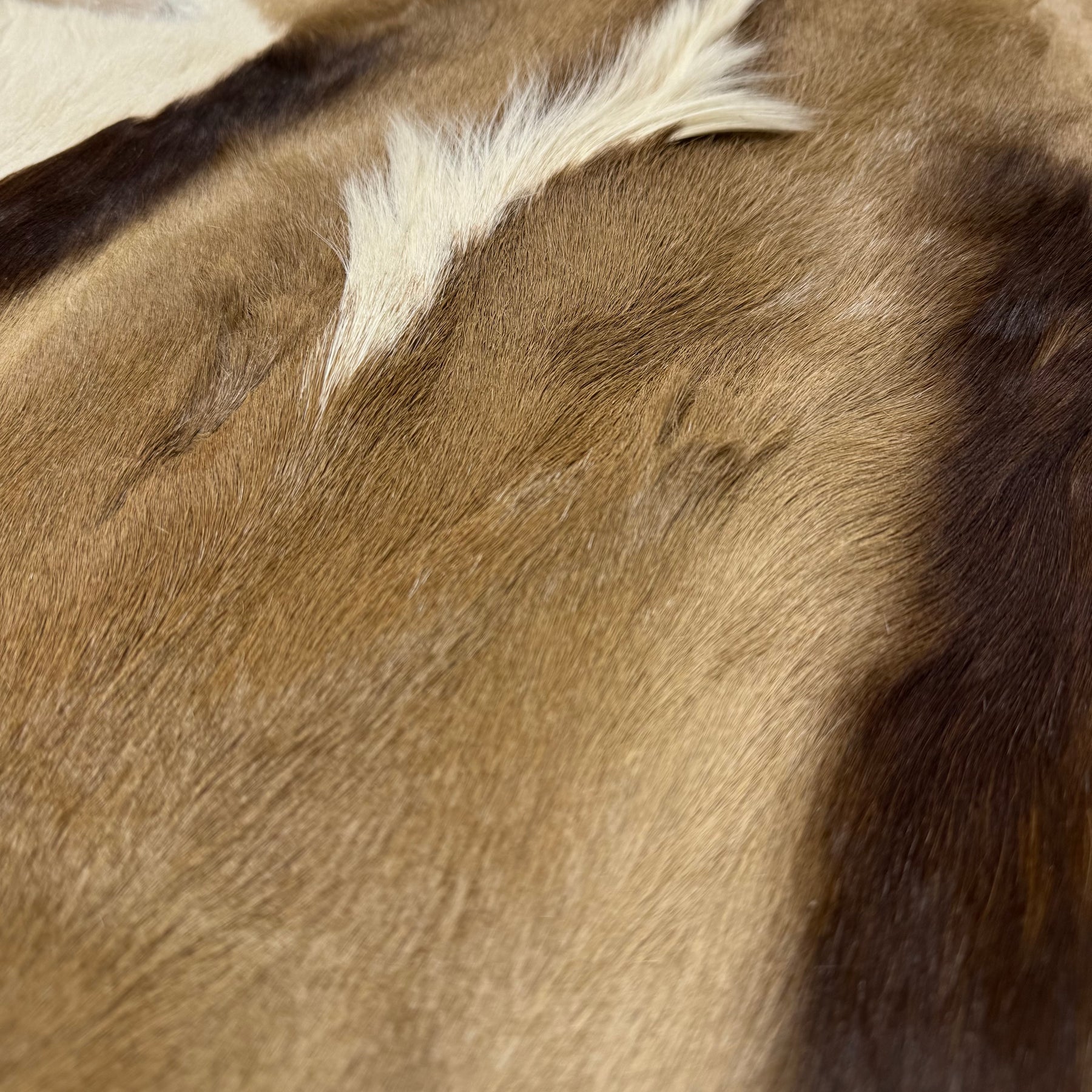 Natural Springbok Hide For Upholstery From District Leathers