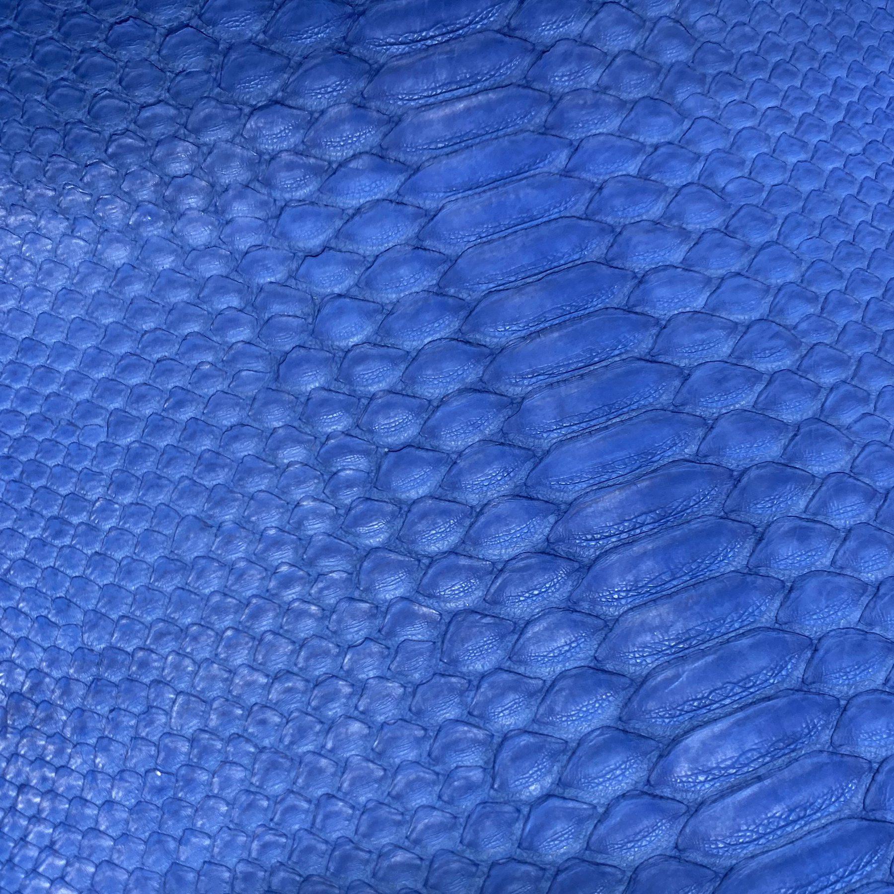 Python Matte | Blue | Short Tail Back Cut