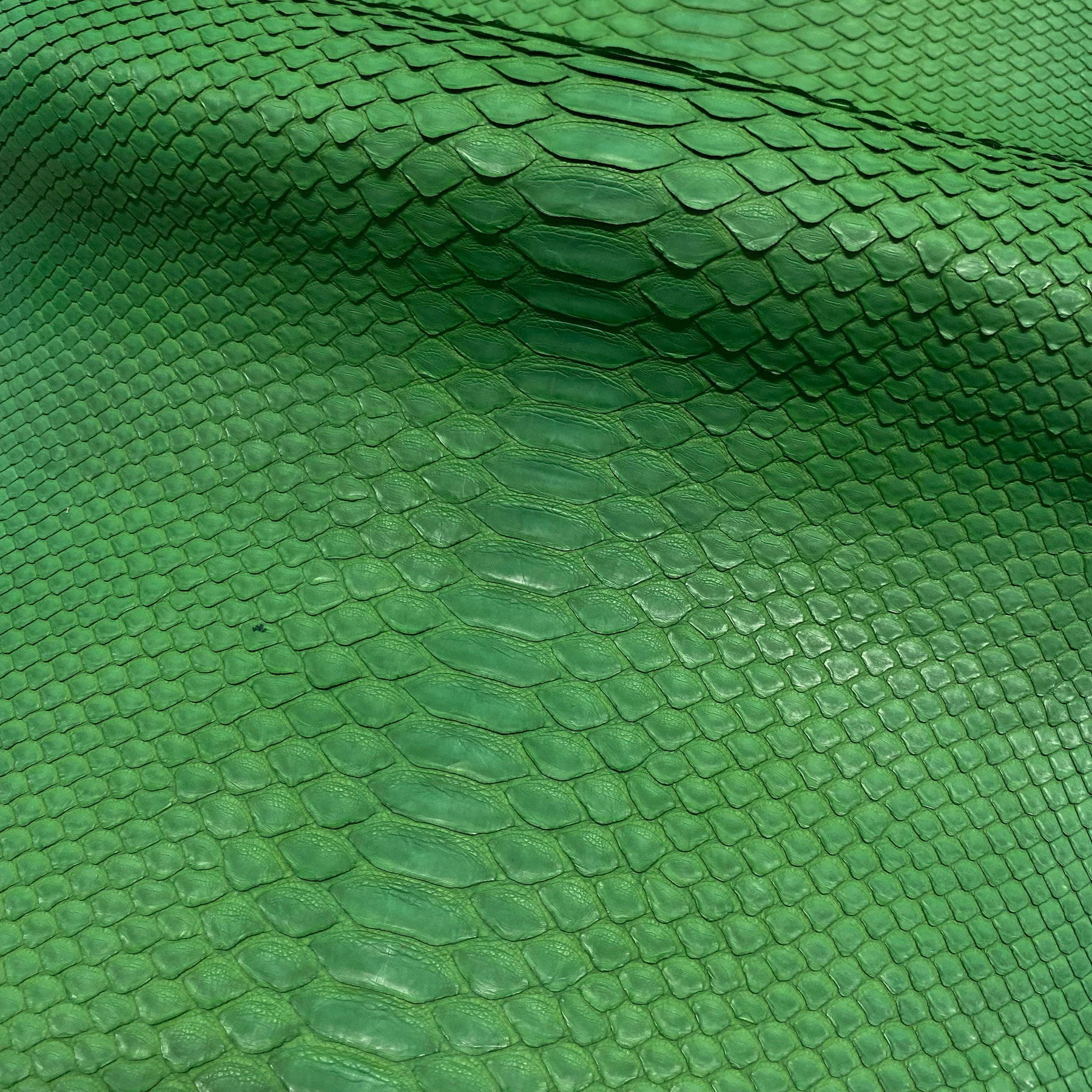 Python Matte | Green | Short Tail Back Cut