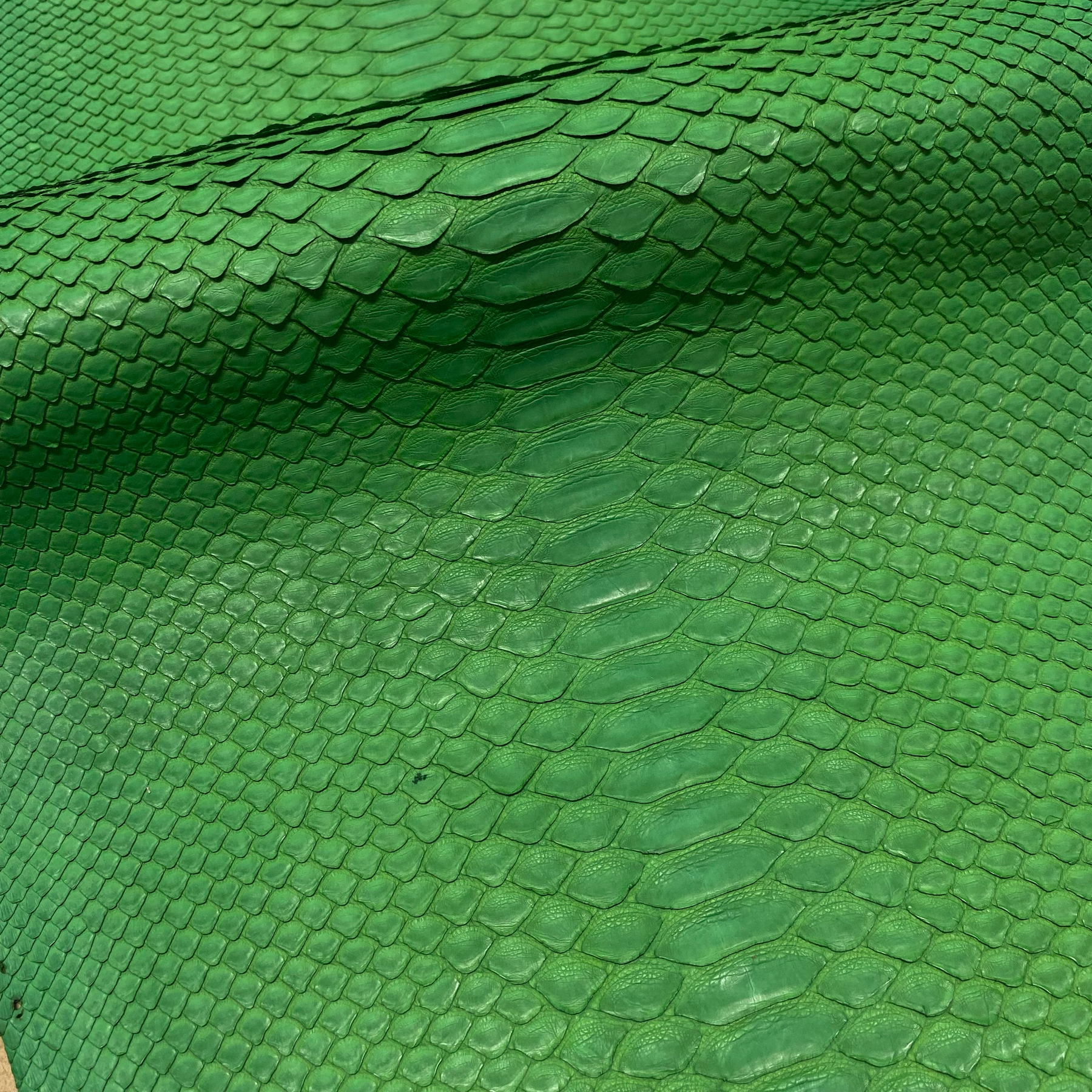 Python Matte | Green | Short Tail Back Cut