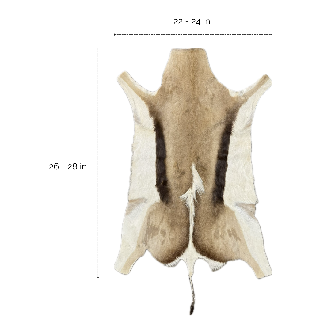 Springbok Hair Hide Dimensions | District Leathers